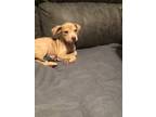 Adopt Karly a Tan/Yellow/Fawn Catahoula Leopard Dog / Black Mouth Cur / Mixed