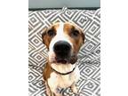 Adopt Mistletoe a Brown/Chocolate American Pit Bull Terrier / Mixed dog in