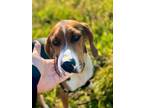 Adopt Waylon a Brown/Chocolate English (Redtick) Coonhound / Mixed dog in