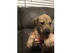 Adopt Chester a Tan/Yellow/Fawn - with Black Black Mouth Cur / Catahoula Leopard