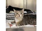 Adopt SYLVIA a Brown Tabby Domestic Shorthair / Mixed (short coat) cat in Vero