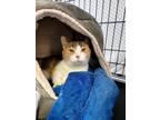 Adopt Anastasia a Calico or Dilute Calico Calico / Mixed (short coat) cat in