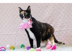 Adopt Alexa a All Black Domestic Shorthair / Domestic Shorthair / Mixed cat in