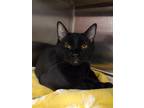 Adopt Nox a All Black Domestic Shorthair / Mixed (short coat) cat in Hilton