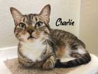 Adopt CHARLIE a Domestic Short Hair