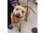 Adopt 10091 a Pit Bull Terrier