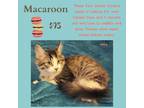 Adopt Macaroon a Domestic Medium Hair