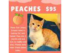 Adopt Peaches a Domestic Short Hair
