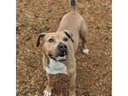 Adopt ~ Courtesy - Sunny a Terrier, American Staffordshire Terrier