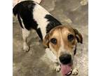Adopt (Found) Jenny a Beagle, Hound