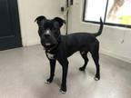 Adopt A501760 a Pit Bull Terrier, Mixed Breed