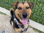 Adopt HONEY BUNS a German Shepherd Dog, Rottweiler