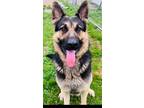 Adopt A222196 a German Shepherd Dog, Mixed Breed