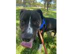 Adopt TIESTO a American Staffordshire Terrier, Mixed Breed
