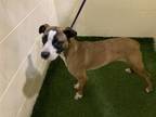 Adopt WILLIE a Boxer, Mixed Breed
