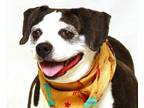 Adopt Boogie a Beagle, Boston Terrier