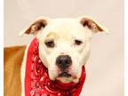 Adopt Moby a Pit Bull Terrier, Boxer