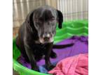 Adopt Morissa a Black Labrador Retriever