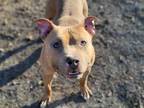 Adopt SHIBA a Pit Bull Terrier