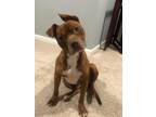 Adopt Marvel a Pit Bull Terrier