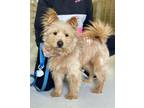 Adopt LA Lady a Cairn Terrier, West Highland White Terrier / Westie