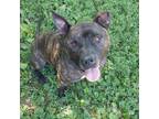 Adopt Hershey a Pit Bull Terrier, American Bully