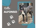 Adopt Alfonso a German Shepherd Dog