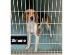 Adopt Simone Milford a Beagle