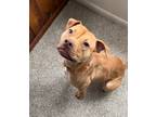 Adopt Sky a American Staffordshire Terrier