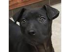 Adopt Diego - 011405Q a Pit Bull Terrier
