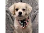 Adopt Bella a Pekingese, Poodle