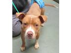 Adopt Henry a American Staffordshire Terrier