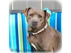 Adopt Paxton a Pit Bull Terrier