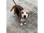 Adopt Eddie a Beagle
