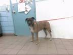 Adopt PUP a German Shepherd Dog, Mixed Breed