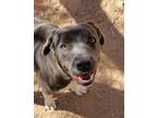 Adopt YENIFER a Pit Bull Terrier, Mixed Breed