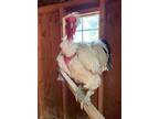 Adopt HL Case 534 Rooster 25 a Chicken