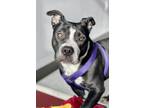 Adopt Cookie Crisp a Mixed Breed