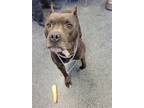Adopt FOXY BROWN a Pit Bull Terrier
