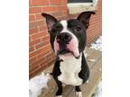 Adopt GOMER a Pit Bull Terrier