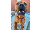 Adopt PADFOOT a Boxer, Mixed Breed