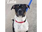 Adopt Lola a Rottweiler