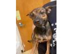 Adopt Bearded Lady a Mixed Breed