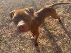 Adopt MONTELL a Pit Bull Terrier, Mixed Breed