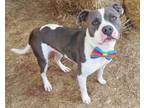 Adopt ANNA 375526 a Pit Bull Terrier