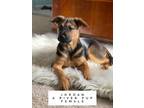 Adopt JORDAN SOCIETY-A RIVER PUP a German Shepherd Dog