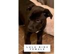 Adopt LULU BINX SOCIETY a Pit Bull Terrier, Mixed Breed