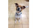 Adopt Toby a Jack Russell Terrier, Rat Terrier