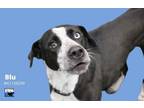 Adopt BLU a Australian Cattle Dog / Blue Heeler
