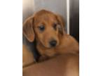 Adopt 49391823 a Foxhound, Mixed Breed